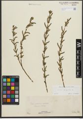 Foto von Salix purpurea L.